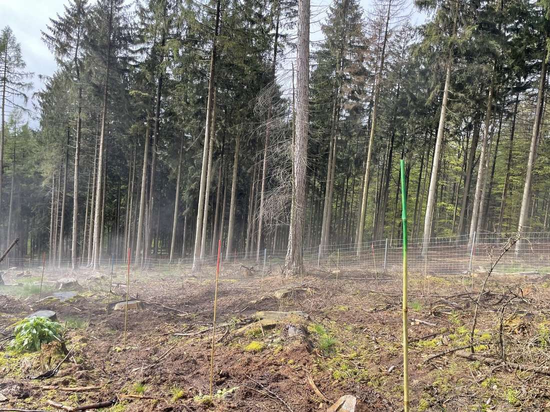Saatreihen mit farbigen Markierstäben zur Kennzeichnung der vier Varianten